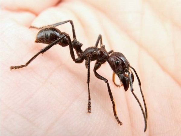 Giấc mơ khác nằm mơ thấy kiến lửa khác điềm gì?